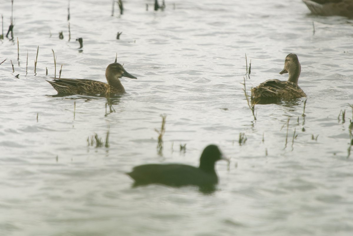 Another  varied day, this time over on RSPB Worth Marshes. Hit 69 species on  census, tried as hard as I could for 70 but alas, I missed it. On the deck views of Turtle Dove, a Ruff, Garganey, Cattle and Great Egrets, Crossbills and a singing Yellowhammer were the highlights