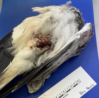 Illegal persecution of birds of prey is again a major public concern in Yorkshire Dales National Park.

New blog ⬇️⬇️

raptorpersecutionuk.org/2025/08/07/ill…