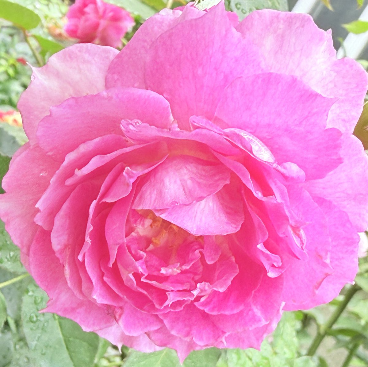 私が私である為に

今週はポストのお休みをしました💦
仕事復帰の件で時間延長が出来ず
どーにもこーにも立ち行かず不安からの寝不足でSNSから少し離れてました😅

「今の状況を生み出したのは自分」と言うところから今回の事を眺めてみると
①問題を別のもので穴埋めし回避する
→一旦別事業所を探す