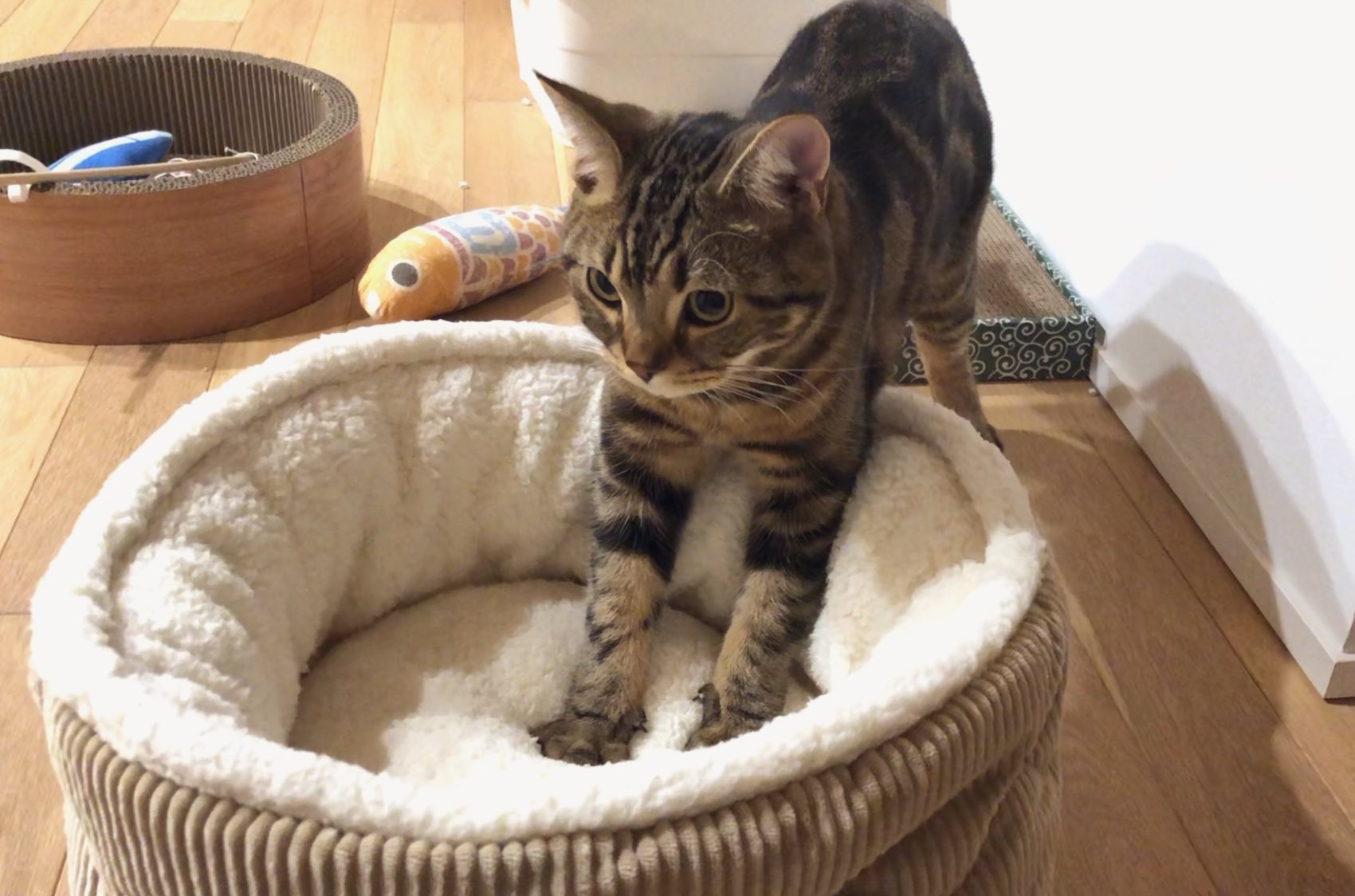 トラミねこ 4994527915304-10.png
