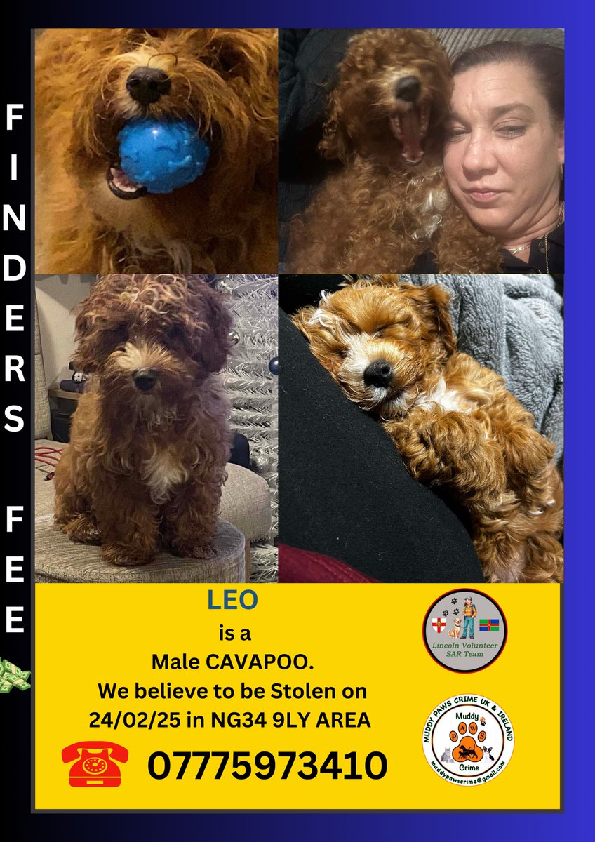 Muddy_paws_crime (@muddypawscrime) on Twitter photo Still no news in about this darling boy
Where are you Leo ?
Somebody knows
Please can we ask you do some extra shares for LEO
YOUR share could be the one to bring information .
<a href="/MissingPetsGB/">Missing Pets GB</a> <a href="/rosieDoc2/">spaniel alert</a> Still no news in about this darling boy
Where are you Leo ?
Somebody knows
Please can we ask you do some extra shares for LEO
YOUR share could be the one to bring information .
<a href="/MissingPetsGB/">Missing Pets GB</a> <a href="/rosieDoc2/">spaniel alert</a>