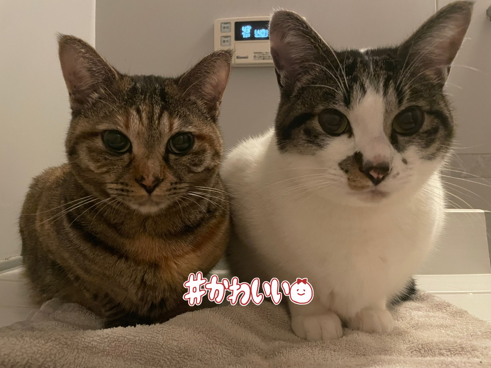 猫好 71ApsTI7uNL._AC_UL210_SR210,