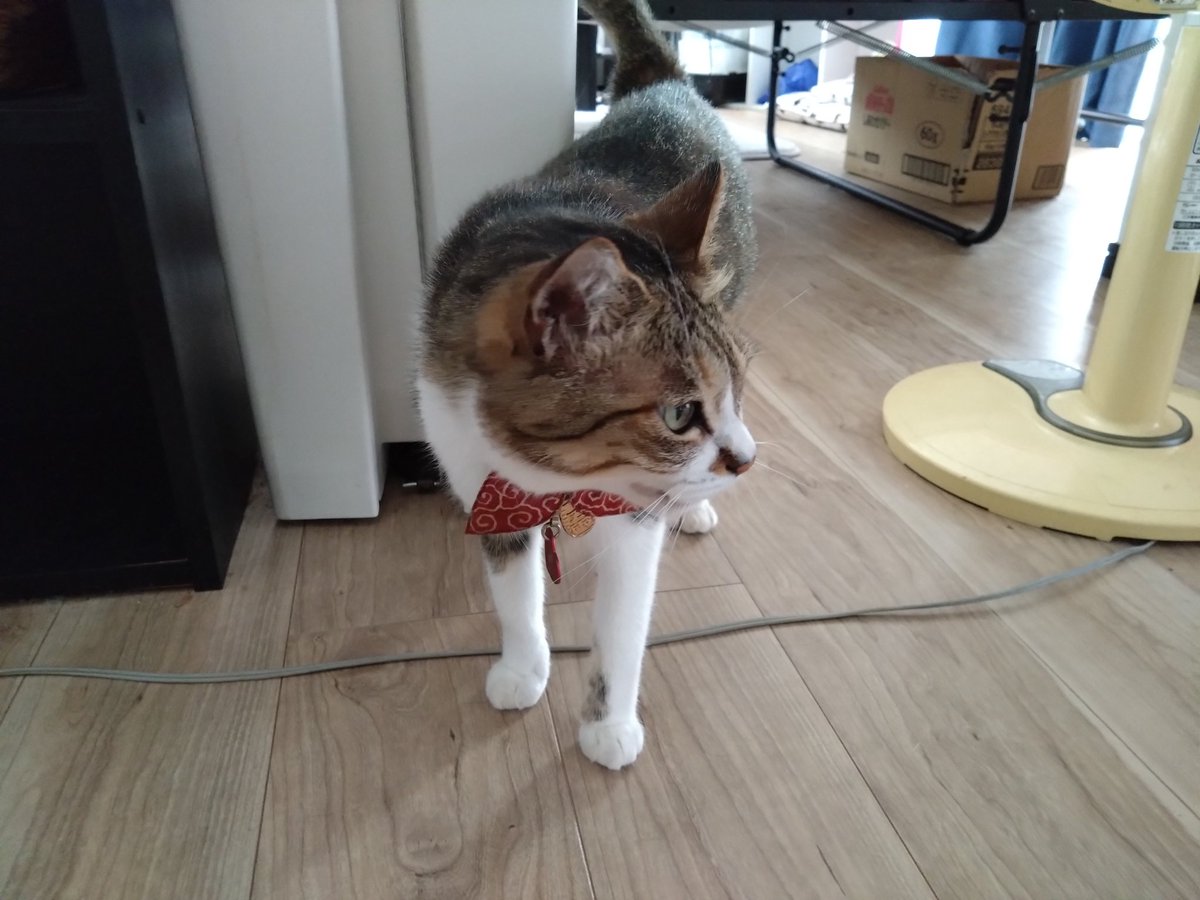 今日はルルシュシュの４歳の誕生日です

家族になってくれてありがとう

次はアンジュだね