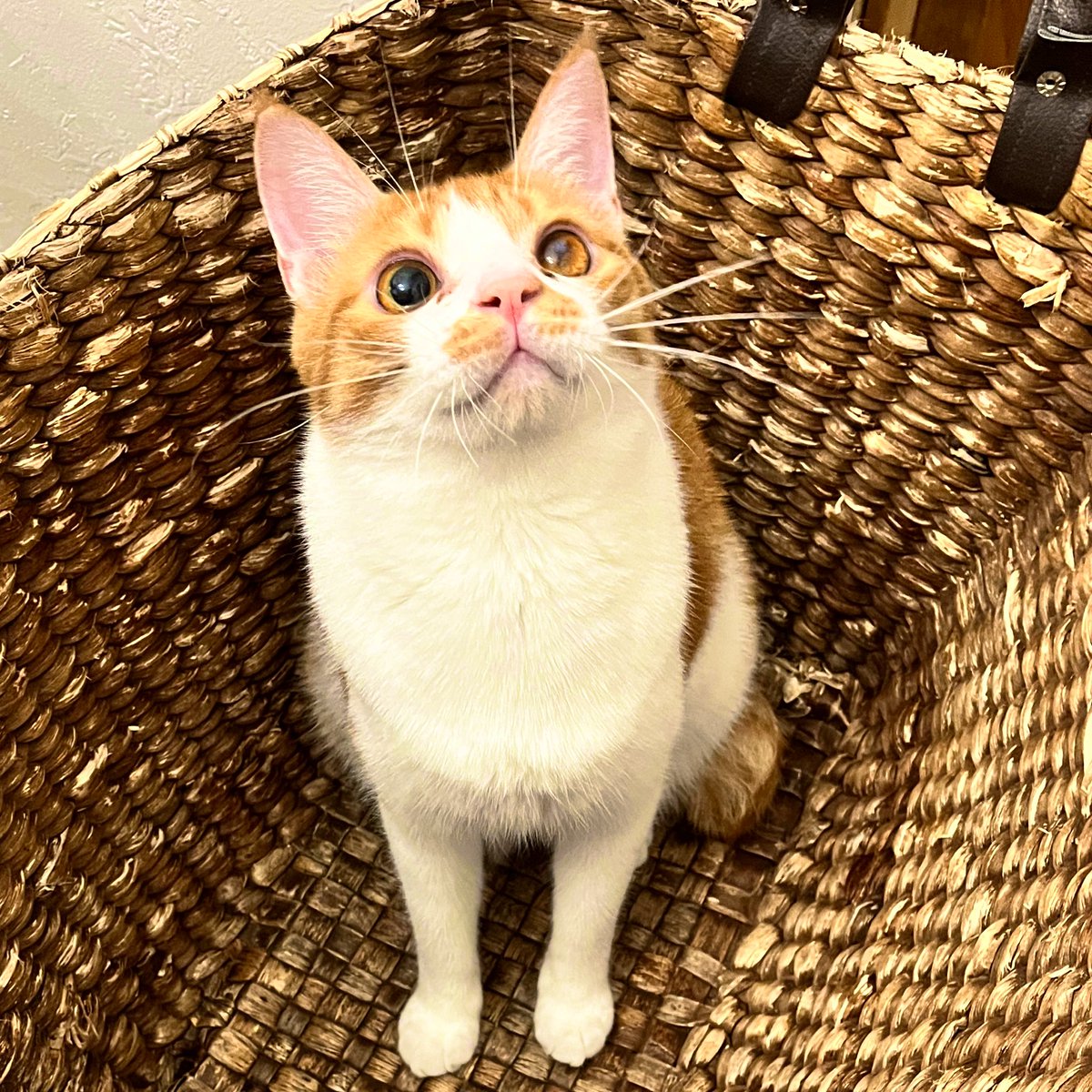 猫大好き 猫大好きLoveCat (@lovecat_Japan) / X