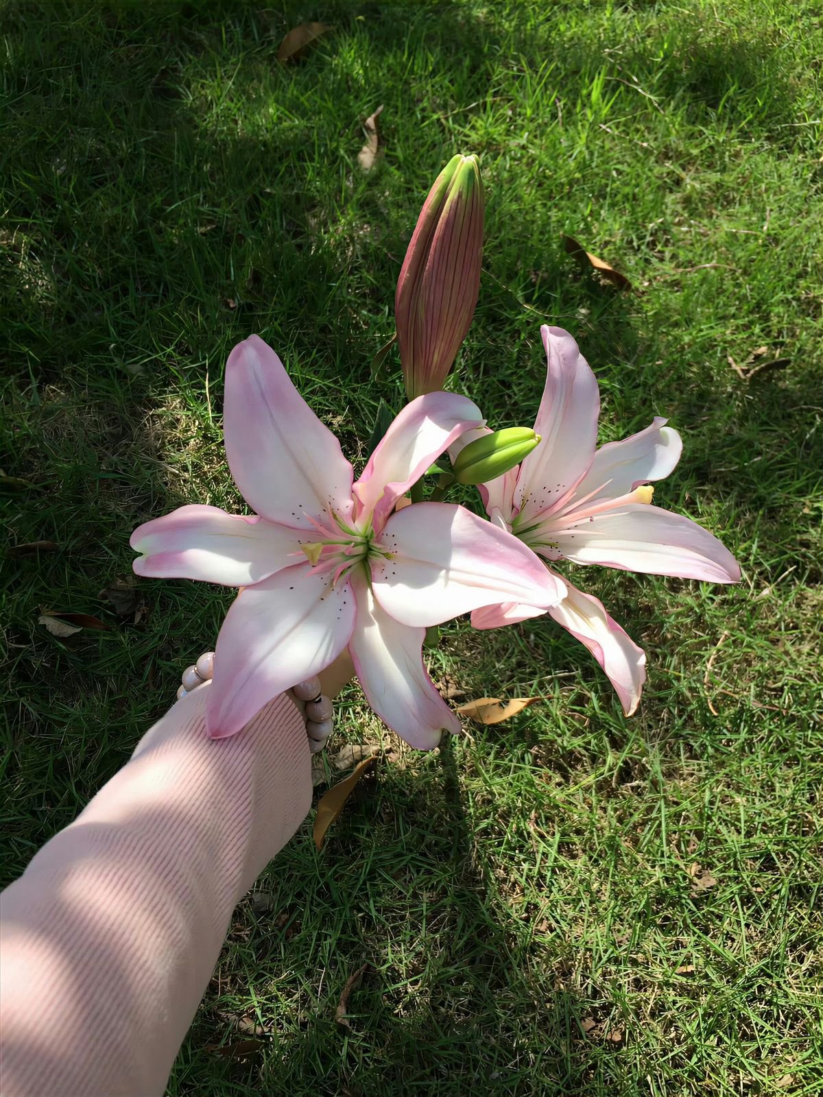 Lily❤️ Live White Flower Zephyr Lily Tropical Marginal Pond Plant