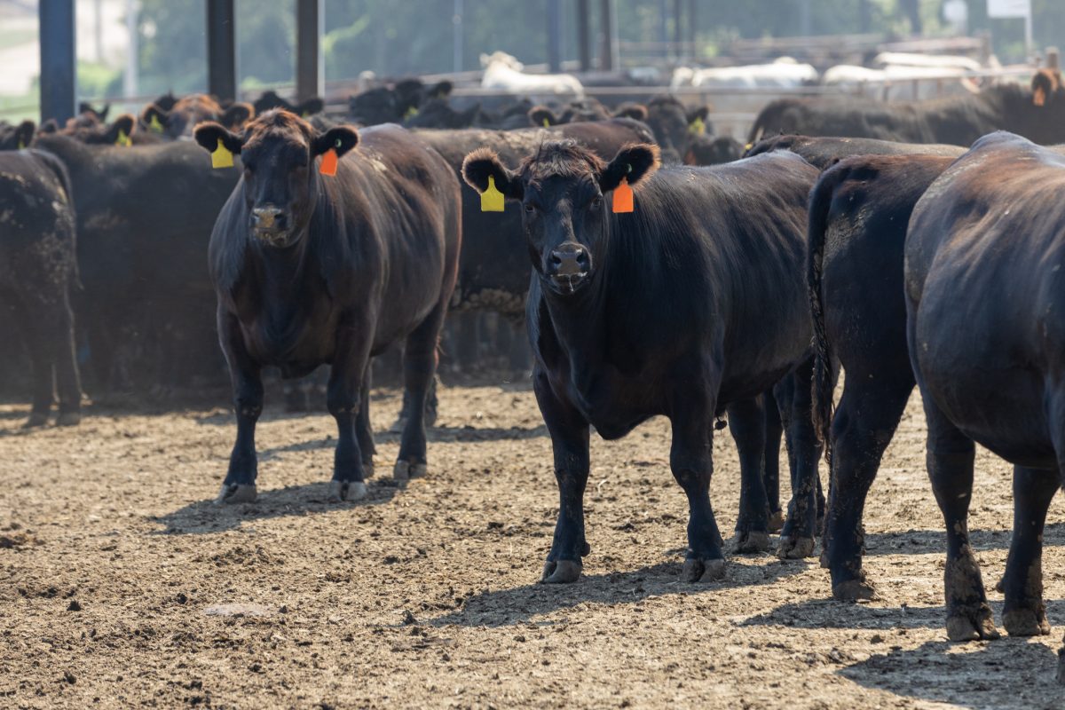 U.S. cattle ranchers slowly start to rebuild decimated herd. vist.ly/32n83