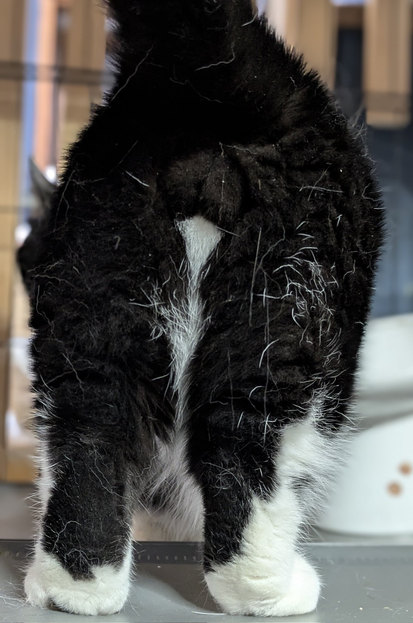幸せを呼ぶキラキラ猫 猫好きな方も是非！ 幸せを呼ぶキラキラ招き猫 京銀座堂 - メルカリ