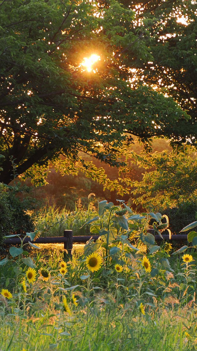 夕方に蝉の声🌻
