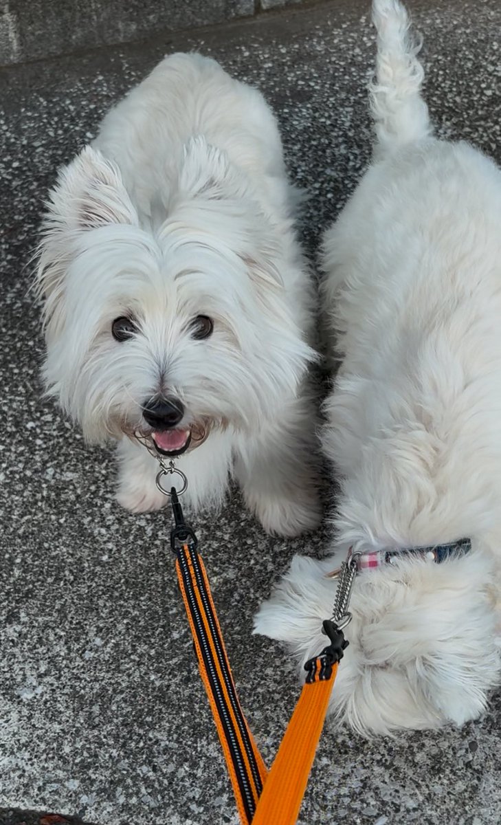 最近の朝んぽは5時前後🐾🐾
毎日暑いけどステピノは元気です！
ママは明日から夏休みだよ🌻
#ウエストハイランドホワイトテリア  #ウエスティ #WESTIE #westhighlandwhiteterrier  #犬のいる暮らし