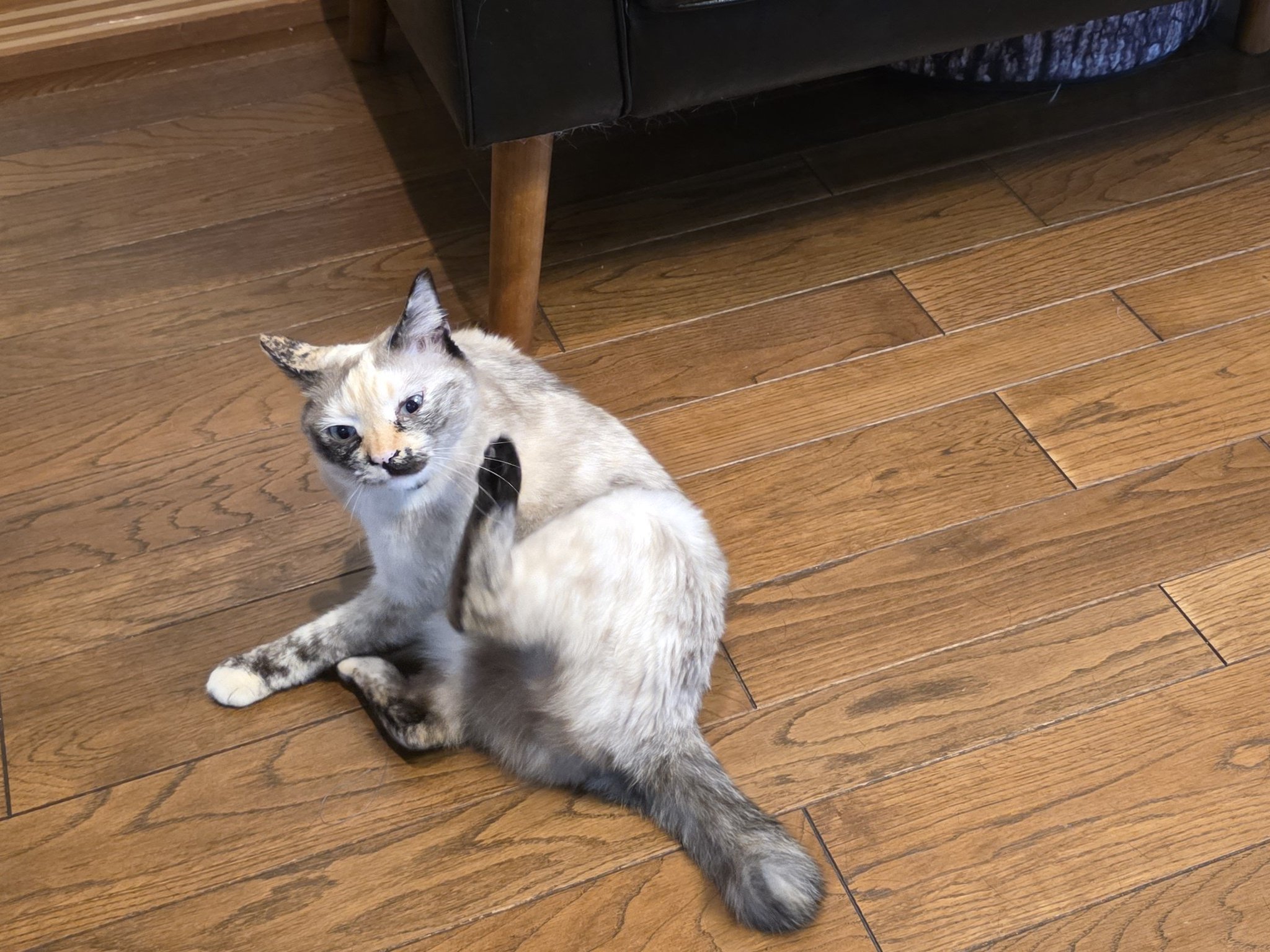 猫の首輪工房 on X: 