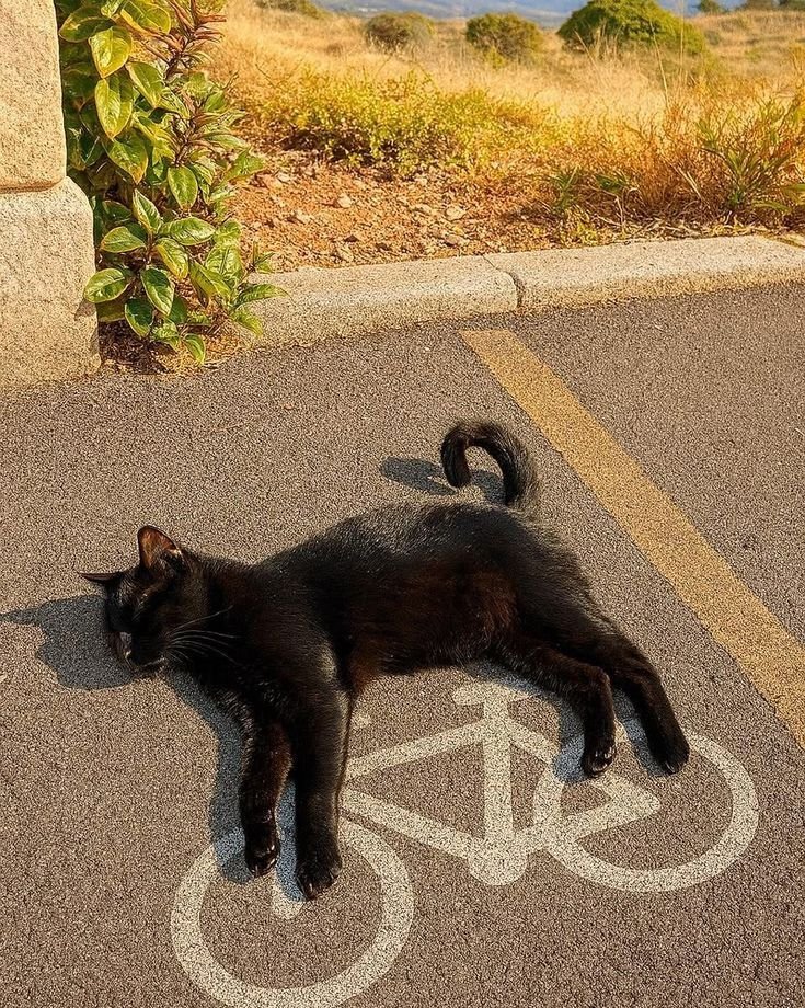 kyfu (@_kyfu) on Twitter photo important gato image important gato image