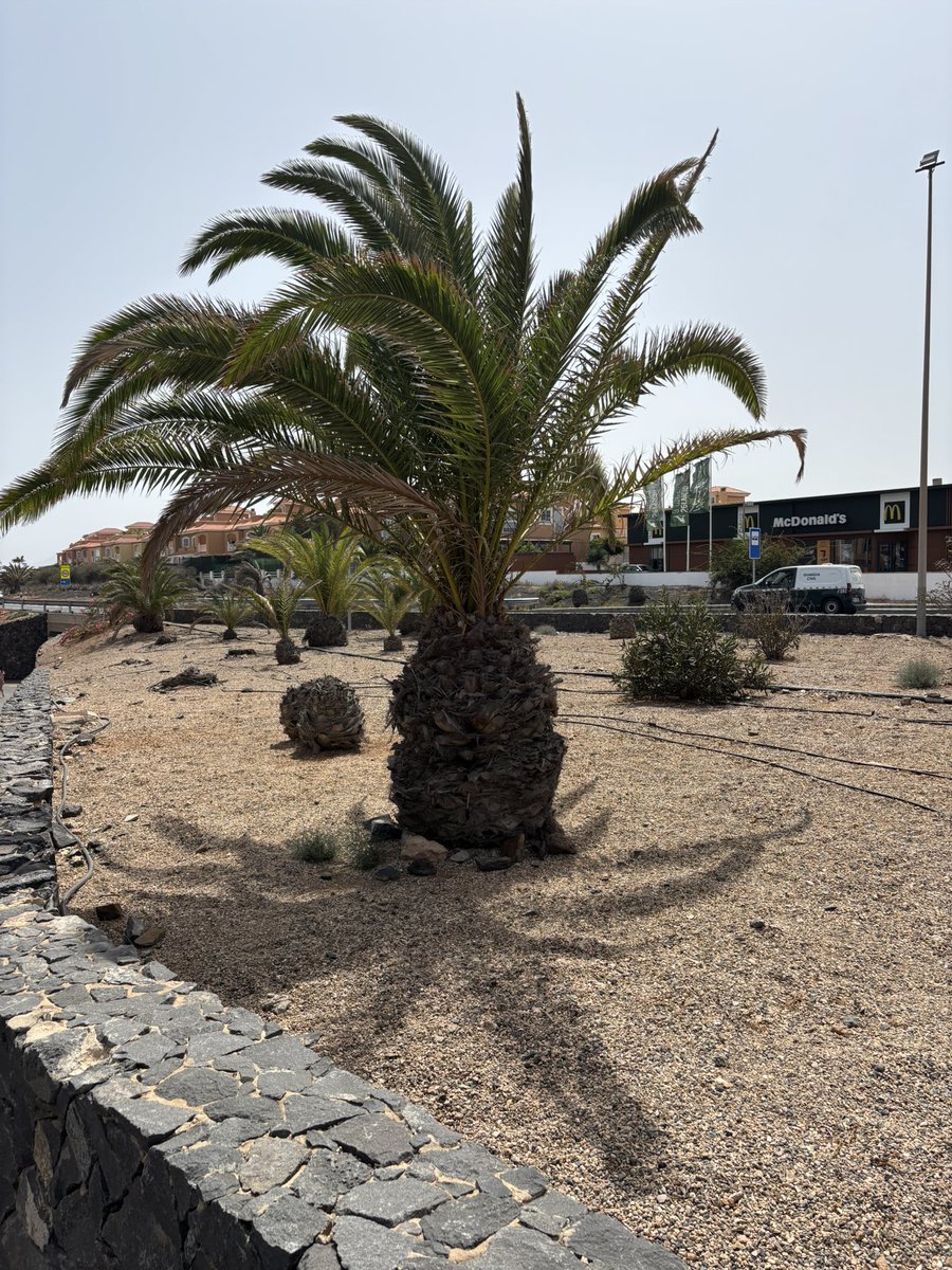 The pineapples are crazy here