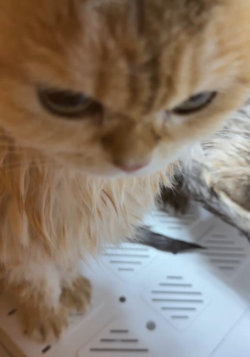 jiewliewnjiggo's tweet image. ล่าสุดดดดด โกดมากกกกก