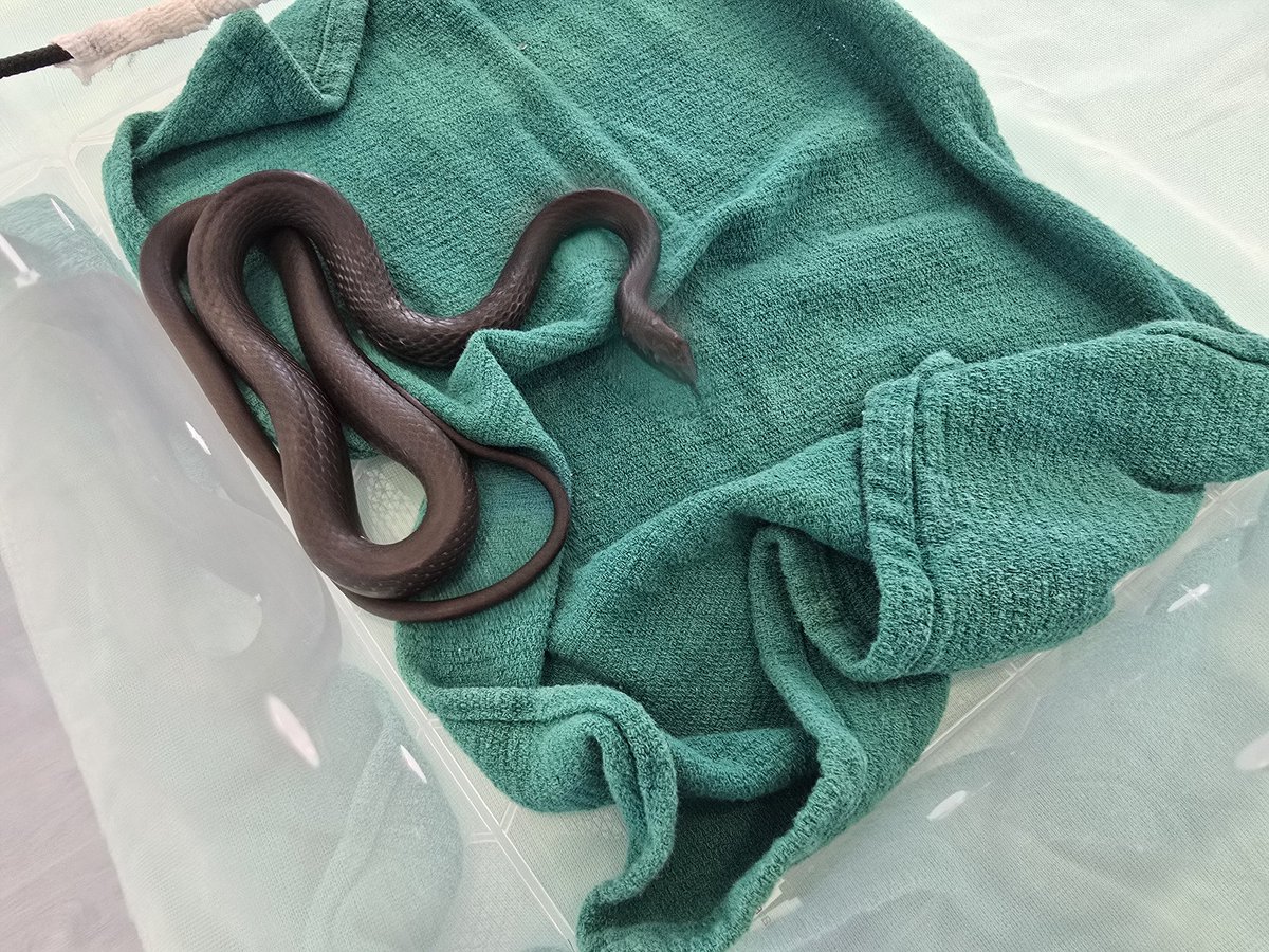 Thanks to a caller on <a href="/NASKeyWest/">NAS Key West</a> Sigsbee Base for reporting a Black Racer snake in distress, entangled in a fishing cast net. We were able to make the rescue and safely remove the native snake from the net. The patient has already been returned to home territory back on base.