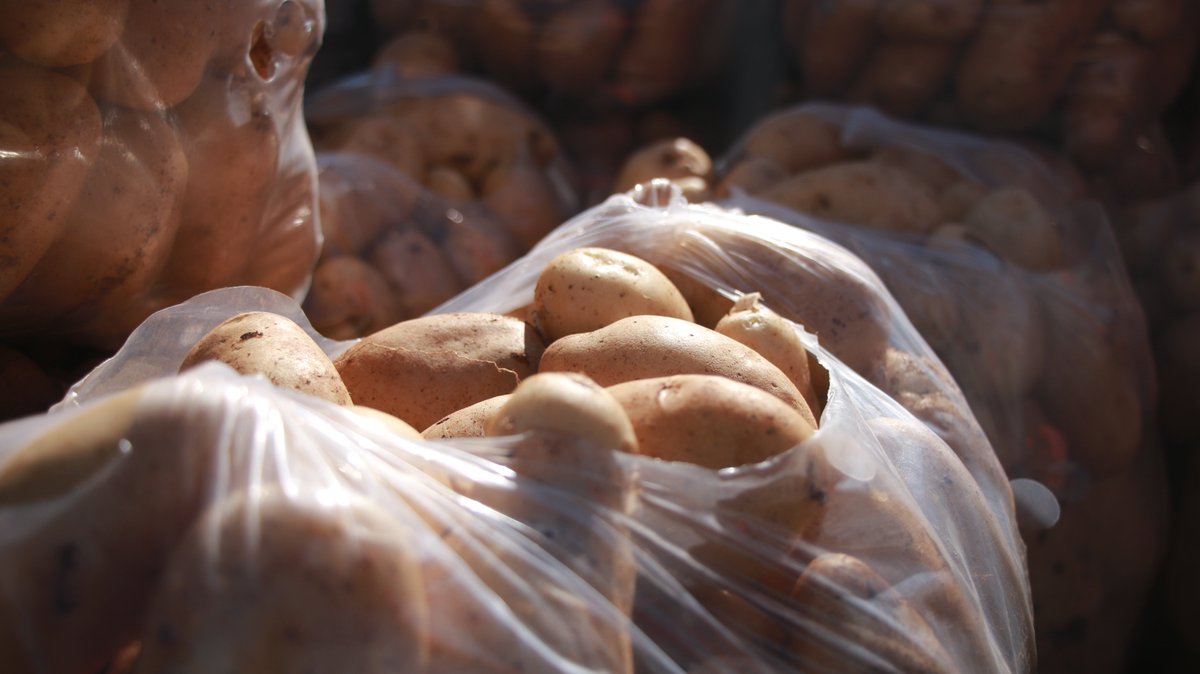 In Duwaibq, Syria, the potato harvest has begun.

This crop brings more than food. It brings jobs, joy, and hope.

MWL is proud to support farmers investing in their future.

mwlimits.org/our-programs/e…

#MWLimits #MercyWithoutLimits #SyriaRelief #PotatoHarvest #AgricultureHope