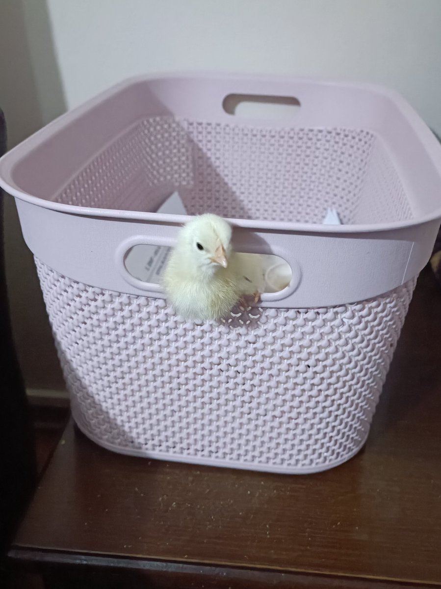 Firar girişimleri tüm hızıyla sürüyor. Mayyak bunlar 😅