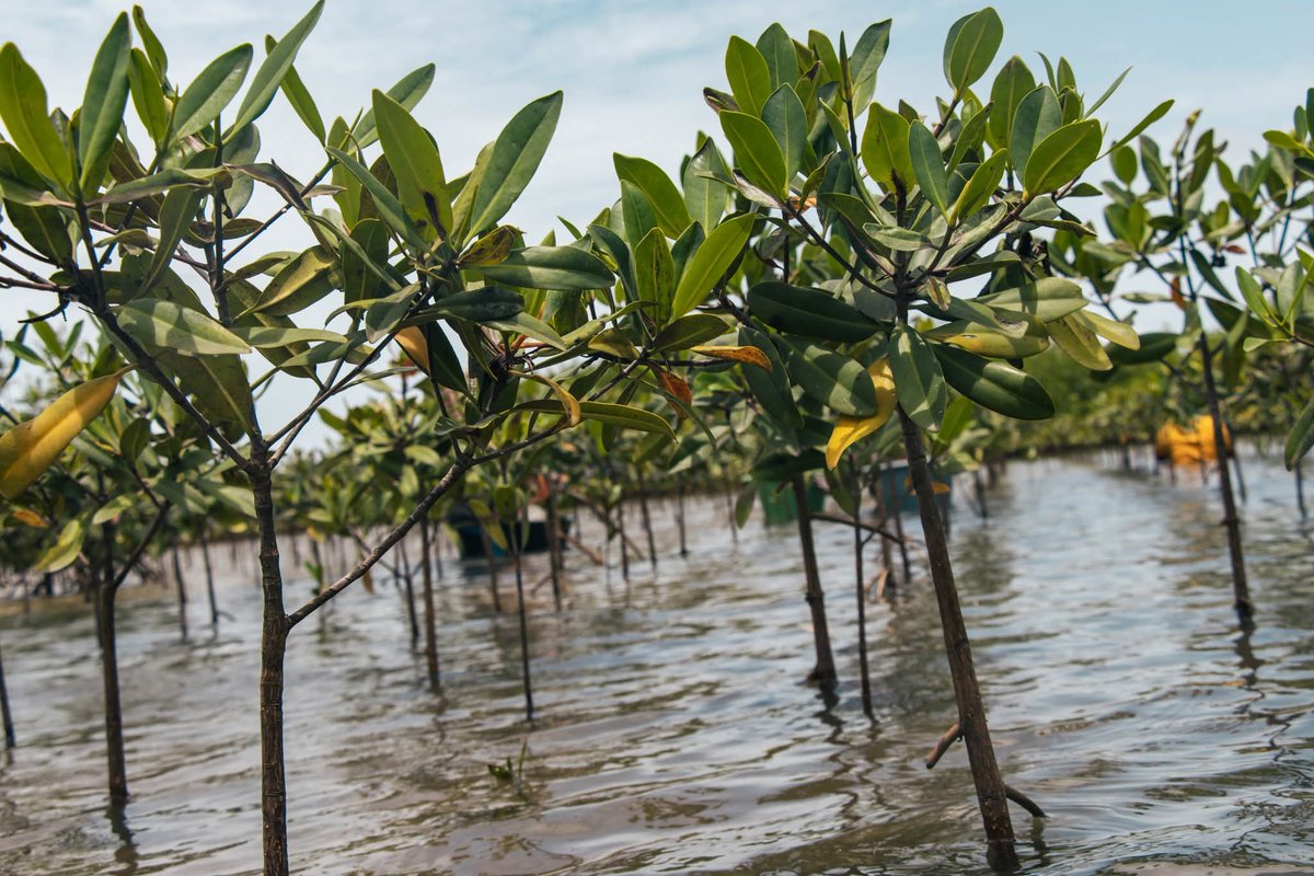 Ce dimanche, à l’occasion de la Journée nationale de l’arbre, nous avons entendu les appels forts du Président Bassirou Diomaye Faye et de son Premier ministre Ousmane Sonko, invitant les citoyens à reboiser massivement, à protéger nos forêts et à s’engager pour un Sénégal.