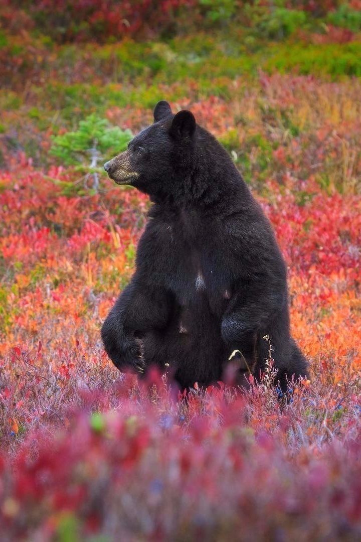 Todo Dia Ursos (@tododiaursos) on Twitter photo 