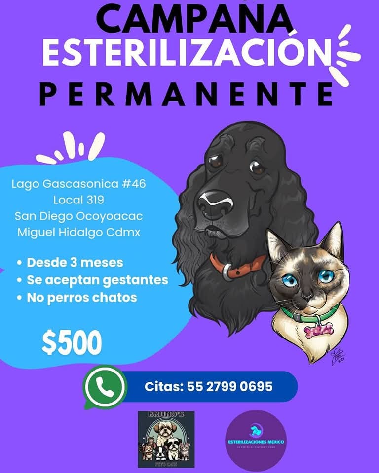 ¡Atención MIGUEL HIDALGO, CDMX! 

Aquí tienen una campaña permanente de esterilización de bajo costo para que lleven a sus peludos o al callejerito de la cuadra.

Es necesario hacer cita.