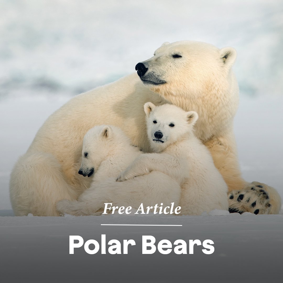 Scientists refer to #PolarBears as #MarineMammals. They may weigh as much as 10 grown men. These enormous mammals inhabit the top of the Earth. They spend most of their lives either on #sea ice or swimming below it in the #ArcticOcean 🧊

Read more  🐻‍❄️  online.kidsdiscover.com/unit/standalon…