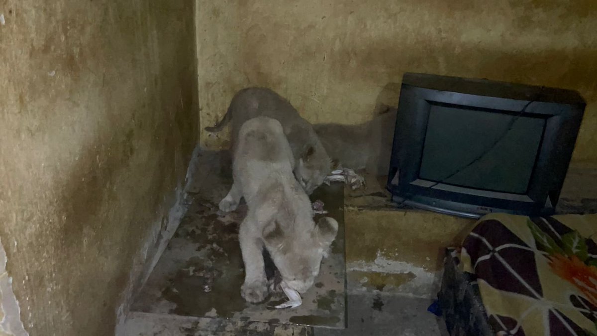 Adams Cassinga (@amini16) on Twitter photo 3 lion cubs from RSA, seized in DRC en route to Brazzaville & beyond.
Bought for $5K, offered at $10K, traffickers wanted $50K. Money is the name of the game!
Operation by <a href="/IccnRdc/">ICCN</a> & <a href="/ConservC/">Conserv Congo</a> <a href="/Amini16/">Adams Cassinga</a> .
Congo is fighting back! 3 lion cubs from RSA, seized in DRC en route to Brazzaville & beyond.
Bought for $5K, offered at $10K, traffickers wanted $50K. Money is the name of the game!
Operation by <a href="/IccnRdc/">ICCN</a> & <a href="/ConservC/">Conserv Congo</a> <a href="/Amini16/">Adams Cassinga</a> .
Congo is fighting back!