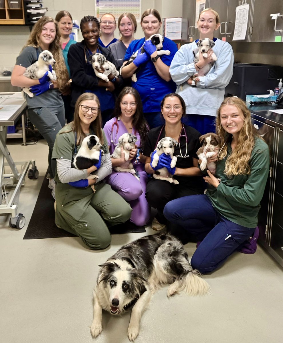 Puppies are love wrapped in fur! It’s essential to start them off on the right paw for their health and well-being. Vaccines and socialization are two ways to make that happen.