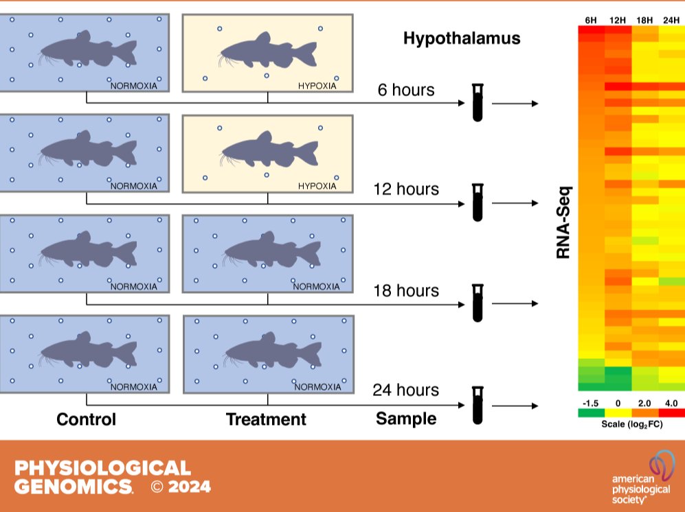 PhysiologicalG's tweet image. Today&apos;s #ThrowbackThursday piece is a great reminder of our environmental responsibility, #Hypothalamic transcriptome response to simulated diel earthen pond hypoxia cycles in channel #catfish (Ictalurus punctatus) (Biran Ott et al. @USDA_ARS):

ow.ly/1tvG50WBuJE