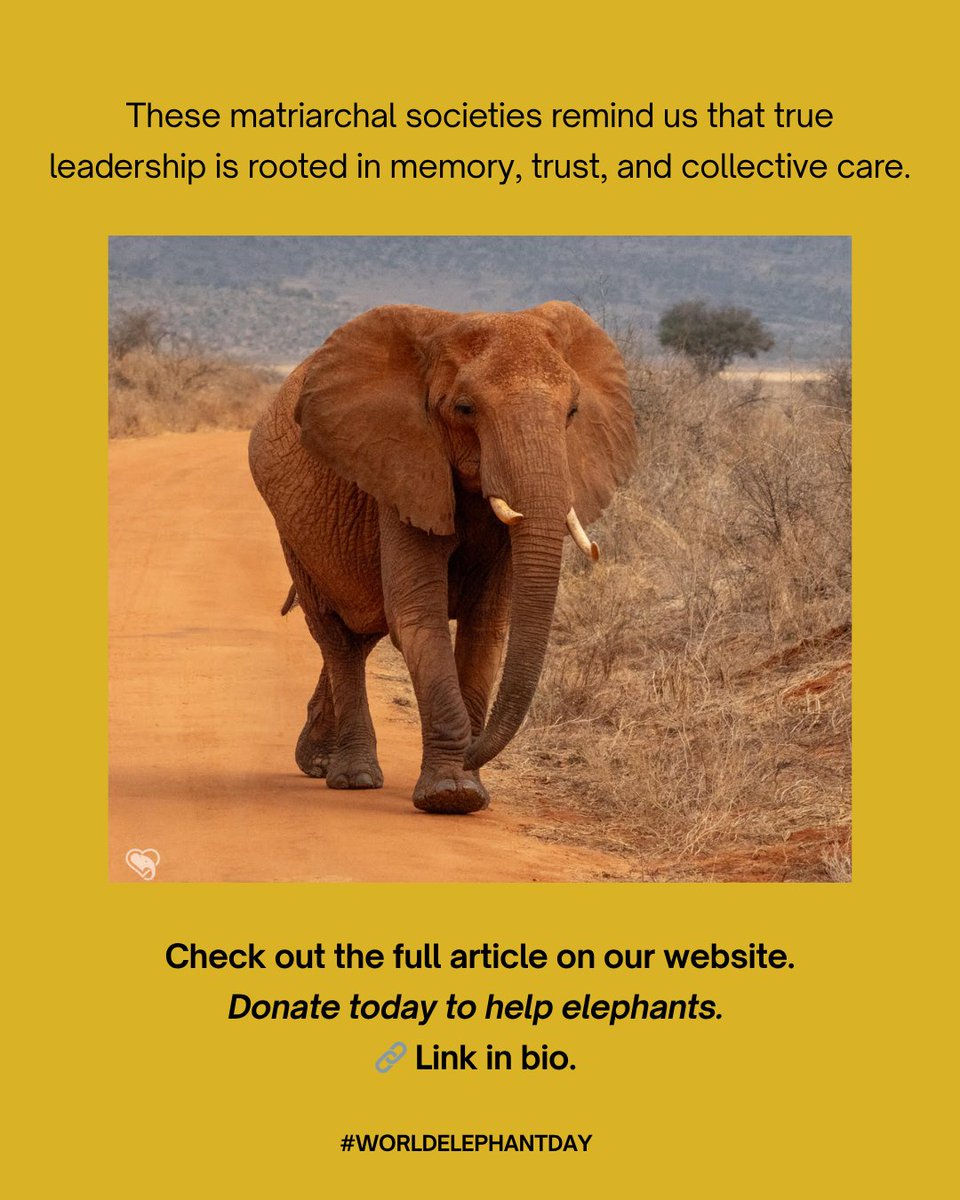 Elephant societies are led by matriarchs — the eldest, wisest females who lead the herd with generations of wisdom and knowledge. 👑

In these matriarchal herds, social bonds are critical, calves are raised communally, and wisdom is passed through generations. 🐘

From guiding