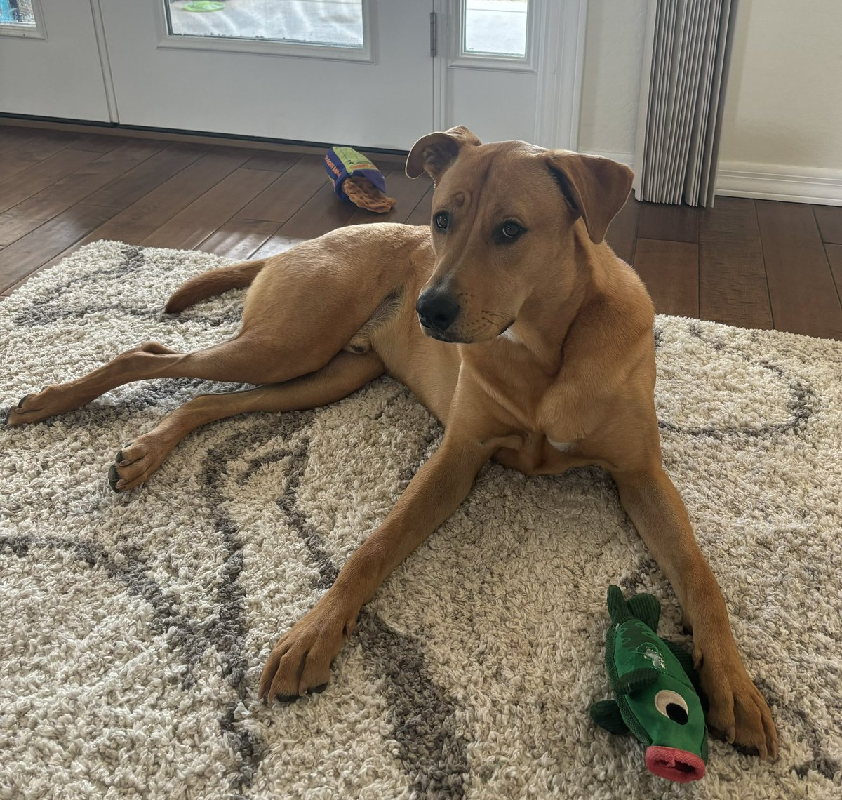 Jasper has grown up to be an extremely handsome (and sassy) young gentleman: