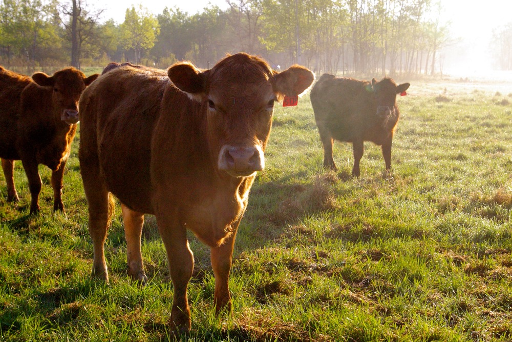 Purely Purebred: Young Canadian Simmental Association TEAM leadership conference. vist.ly/32mma