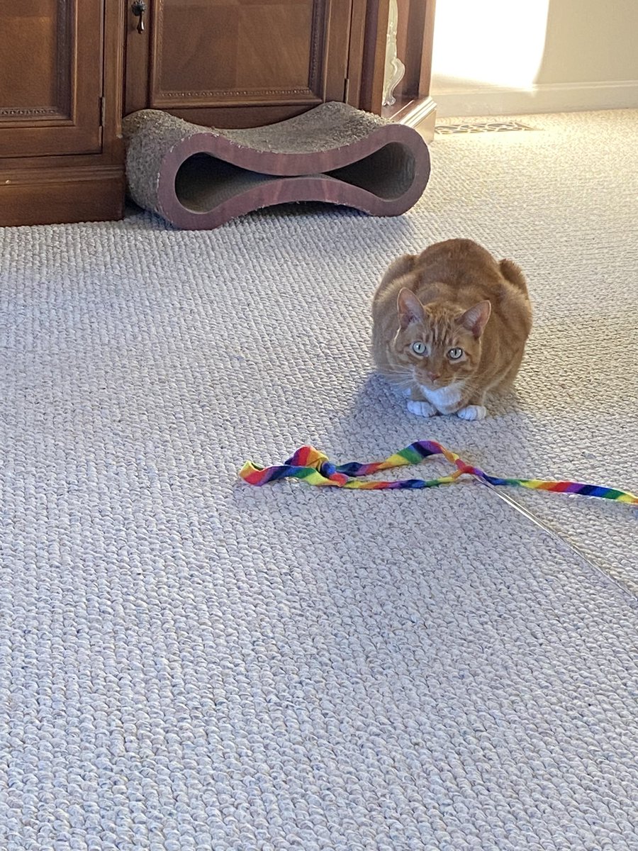 Ise stopping mine playing to do mine #HedgewatchforMagic. Ise sending lubs to hers fambly. ❤️❤️