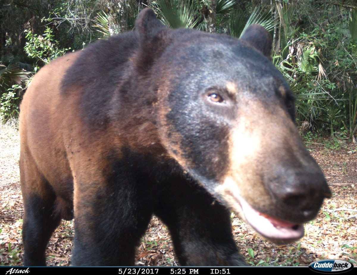 trailcam (@trail_cams) on Twitter photo 