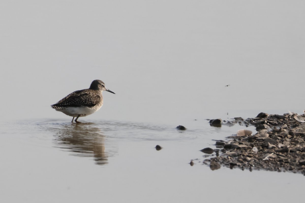 Roberta 💙 (@robertabirder) on Twitter photo The <a href="/slimbridge_wild/">Slimbridge Sightings</a> Wood Sandpiper looking quite at home among the Redshank and Mallard on the Tack Piece, in front of Robbie Garnet Hide this morning, but equally happy in its own company. #GlosBirds #WaderLove The <a href="/slimbridge_wild/">Slimbridge Sightings</a> Wood Sandpiper looking quite at home among the Redshank and Mallard on the Tack Piece, in front of Robbie Garnet Hide this morning, but equally happy in its own company. #GlosBirds #WaderLove