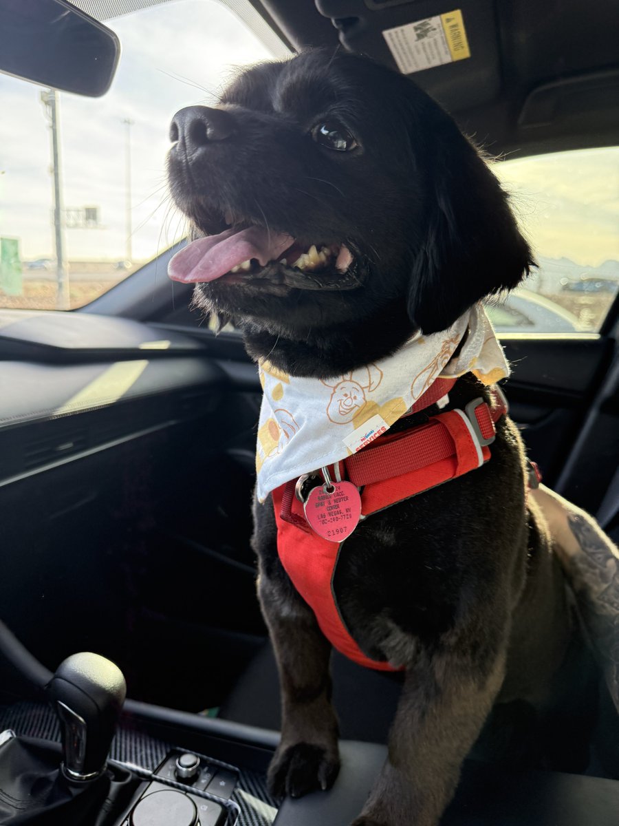 It’s Finn’s birthday today 🎂🐾🥺