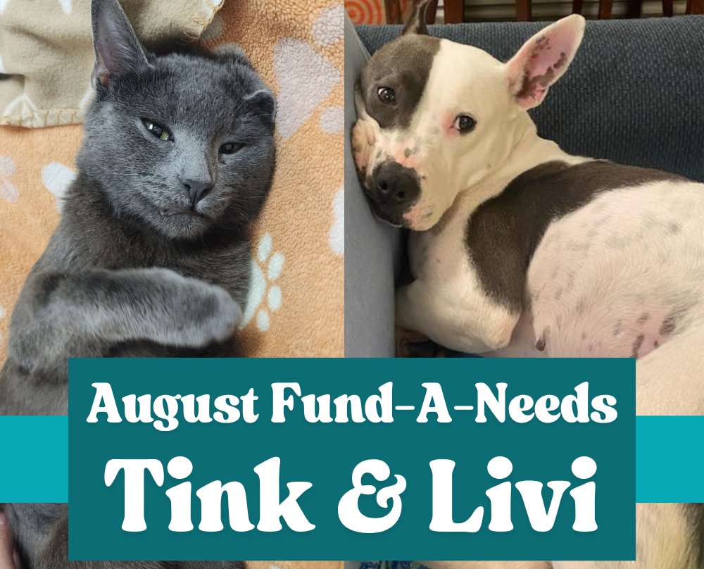 This month, we're fundraising for two very special animals, Tink and Livi. Donate to Livi's Fund-A-Need here: square.link/u/GAcdhvtY