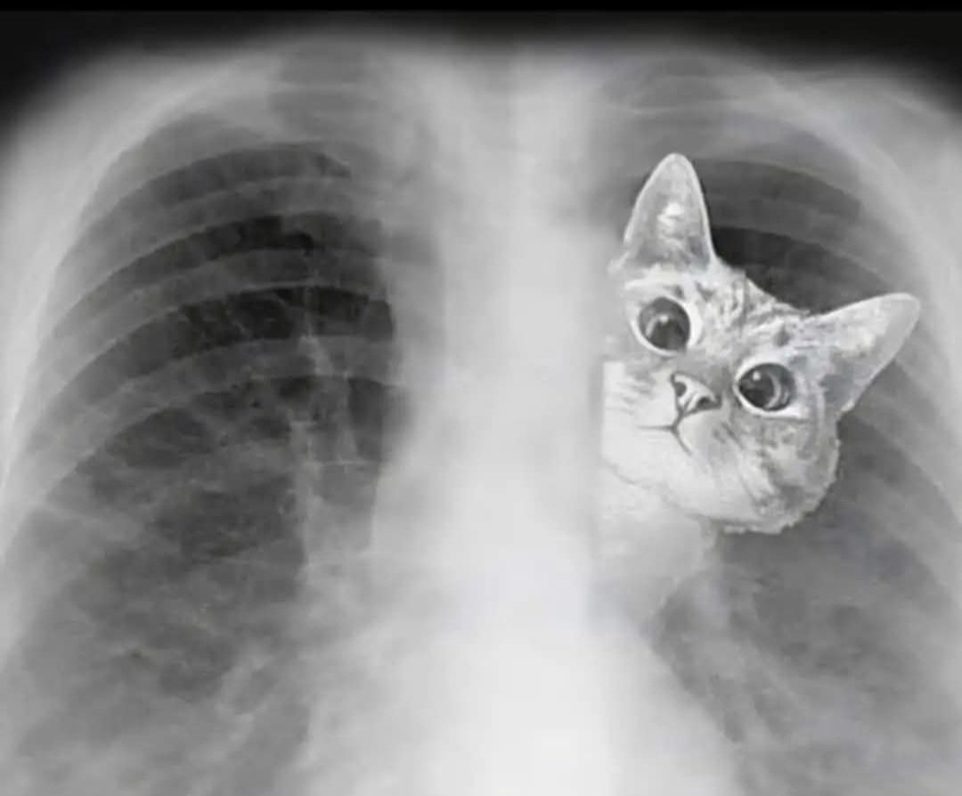 Demain, 8 août : 
Journée internationale du chat 🐱🐈