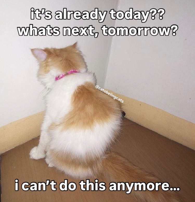 cats being cats (@catsbeiingcats) on Twitter photo 