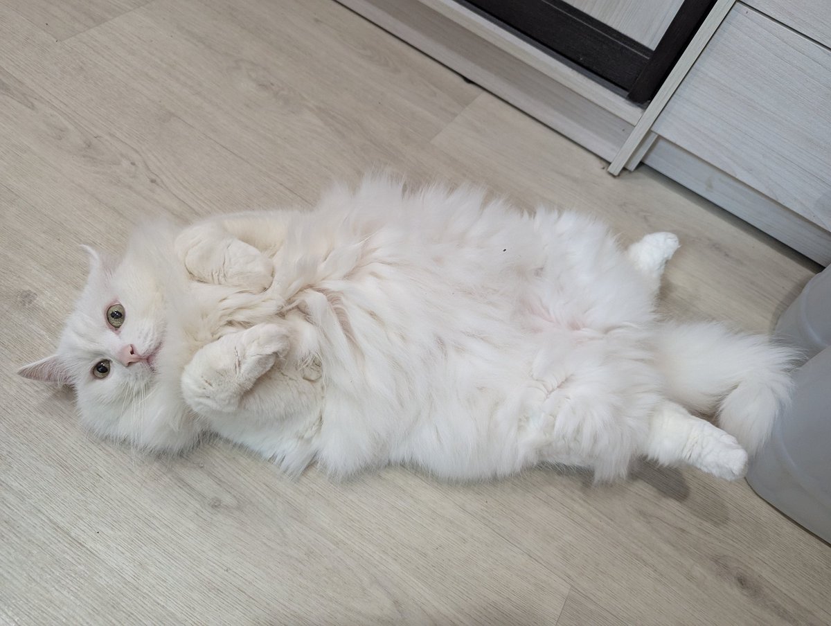 Дурацковый кот 🐈