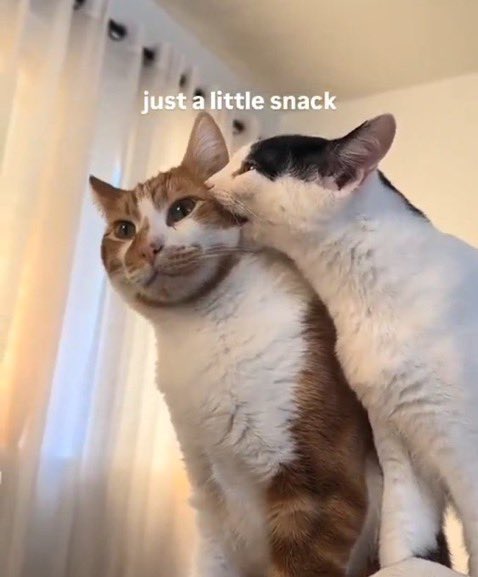 andrea 🐑 (@ladvlazarus) on Twitter photo 