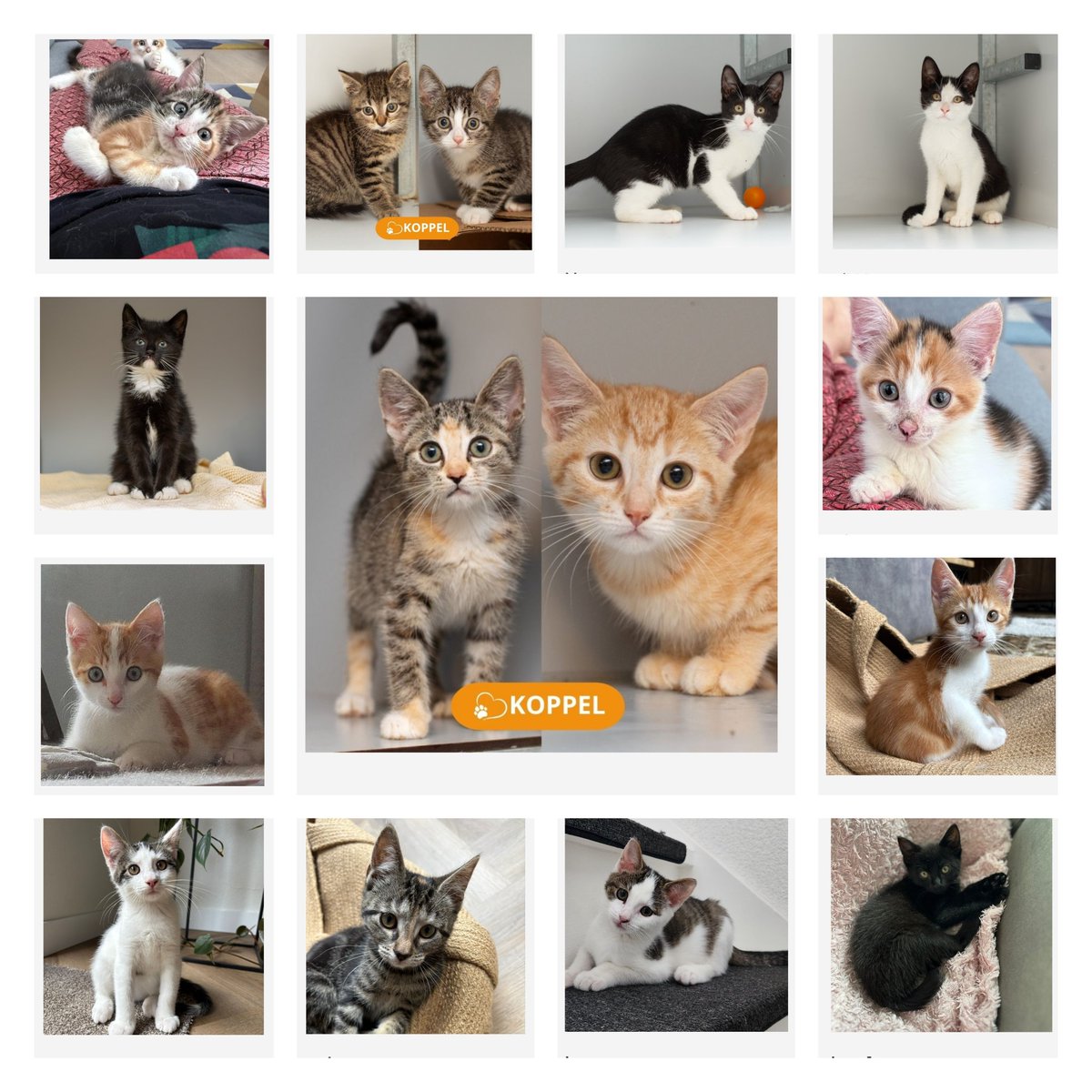 Onze plaatsbare kittens!

dierenasielzwolle.nl/ik-zoek-een-ka…