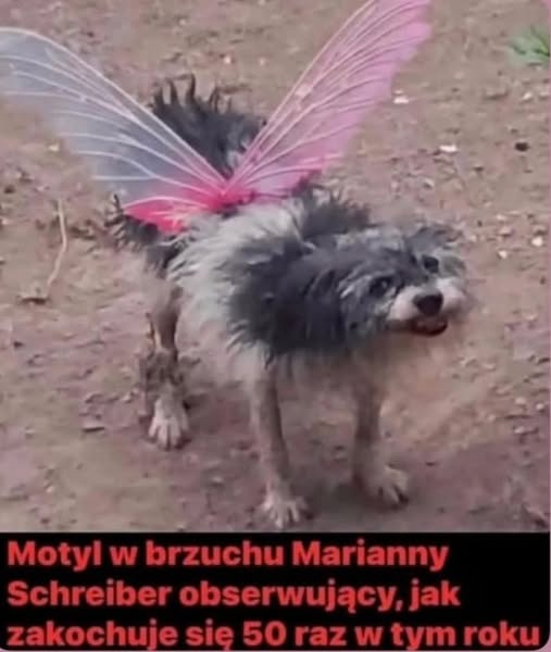 GxxV9TIXcAAwF2r?format=png&name=small