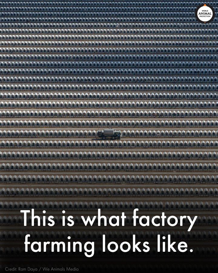 Each one of these crates holds a baby calf who will never see his mother again. 🐮💔
