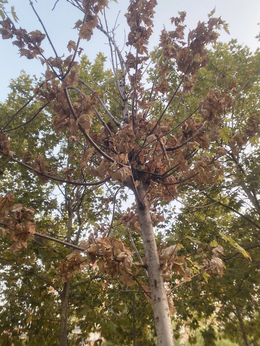 Nos apena ver nuestro parque de Las Lomas así de abandonado (zona Hortaleza) <a href="/Lineamadrid/">Línea Madrid</a>  
Barrio Santa Maria. 
Por favor, no dejen que nuestro parque se muera. 🍁