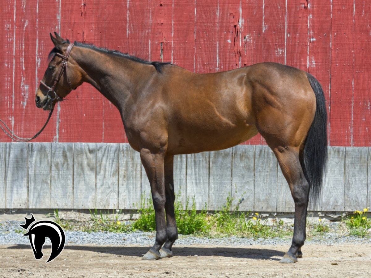 🆕 SHAKE ON IT (Honest Mischief) is a lovely, sweet, unraced filly. FMI: newvocations.org/horse_detail/1…. "Shake" is ready to pursue a low to mid-level second career. She's got a personality you won't want to pass up! <a href="/NewYorkTHA/">NYTHA</a> <a href="/nytbreeders/">NYTB</a> <a href="/NYBREDS1/">NYBREDS</a> <a href="/TAKE2Tbreds/">TAKE2 T'bred Program</a>