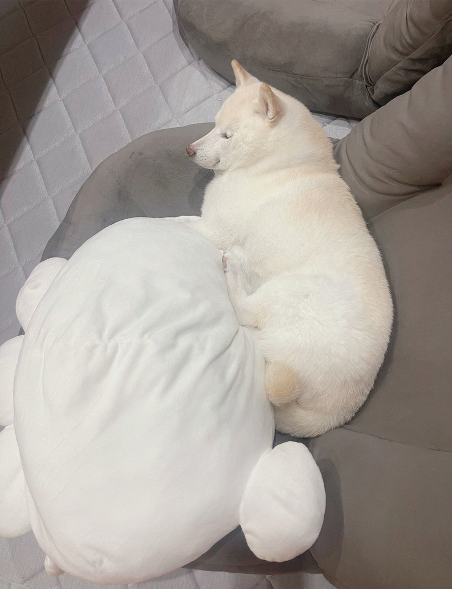 おはようございます🐻‍❄️

＃白柴　＃柴犬のいる暮らし