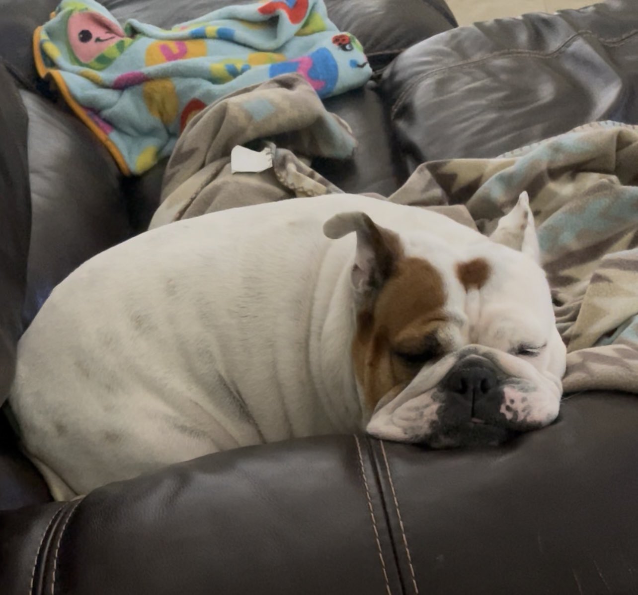 Princess Leia The English Bulldog on X: 