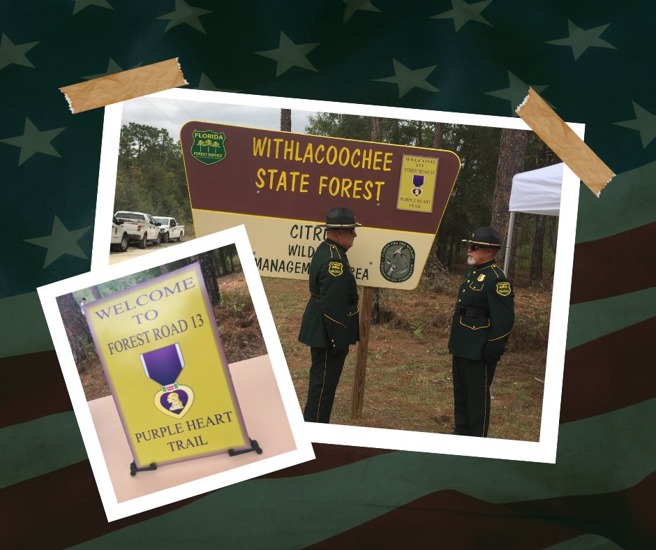 Southern Group of State Foresters (@sgsf_forests) on Twitter photo 💜🇺🇸 On #PurpleHeartDay, we honor those wounded or killed in combat. In 2013, <a href="/FLForestService/">Florida Forest Service</a> established FL’s first Purple Heart Trail at Withlacoochee State Forest, now part of a national system honoring sacrifice across the U.S. #PurpleHeartTrail #HonoringService 💜🇺🇸 On #PurpleHeartDay, we honor those wounded or killed in combat. In 2013, <a href="/FLForestService/">Florida Forest Service</a> established FL’s first Purple Heart Trail at Withlacoochee State Forest, now part of a national system honoring sacrifice across the U.S. #PurpleHeartTrail #HonoringService