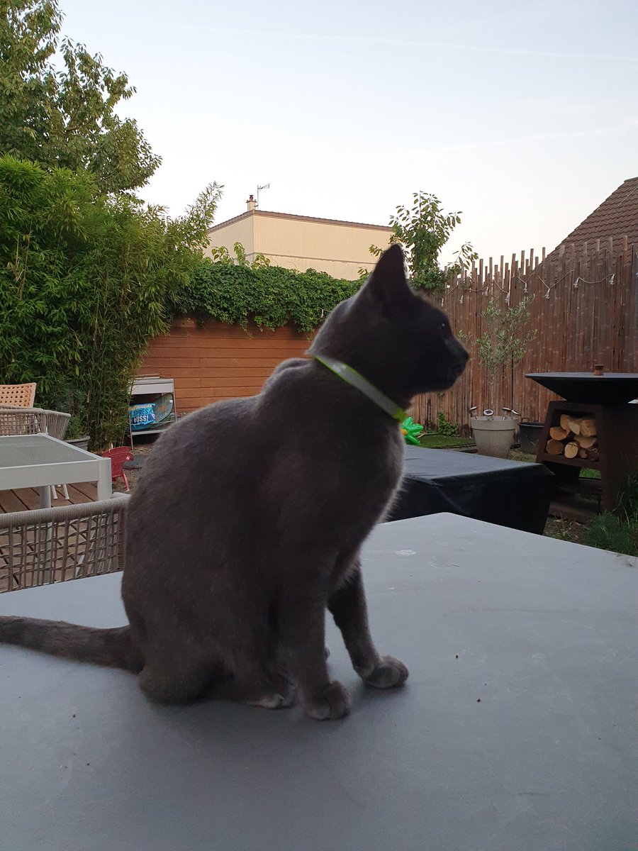 PeterVeg1's tweet image. Astuce velochattaf pour être vu la nuit 💡
#velotaf #cat #nightvision