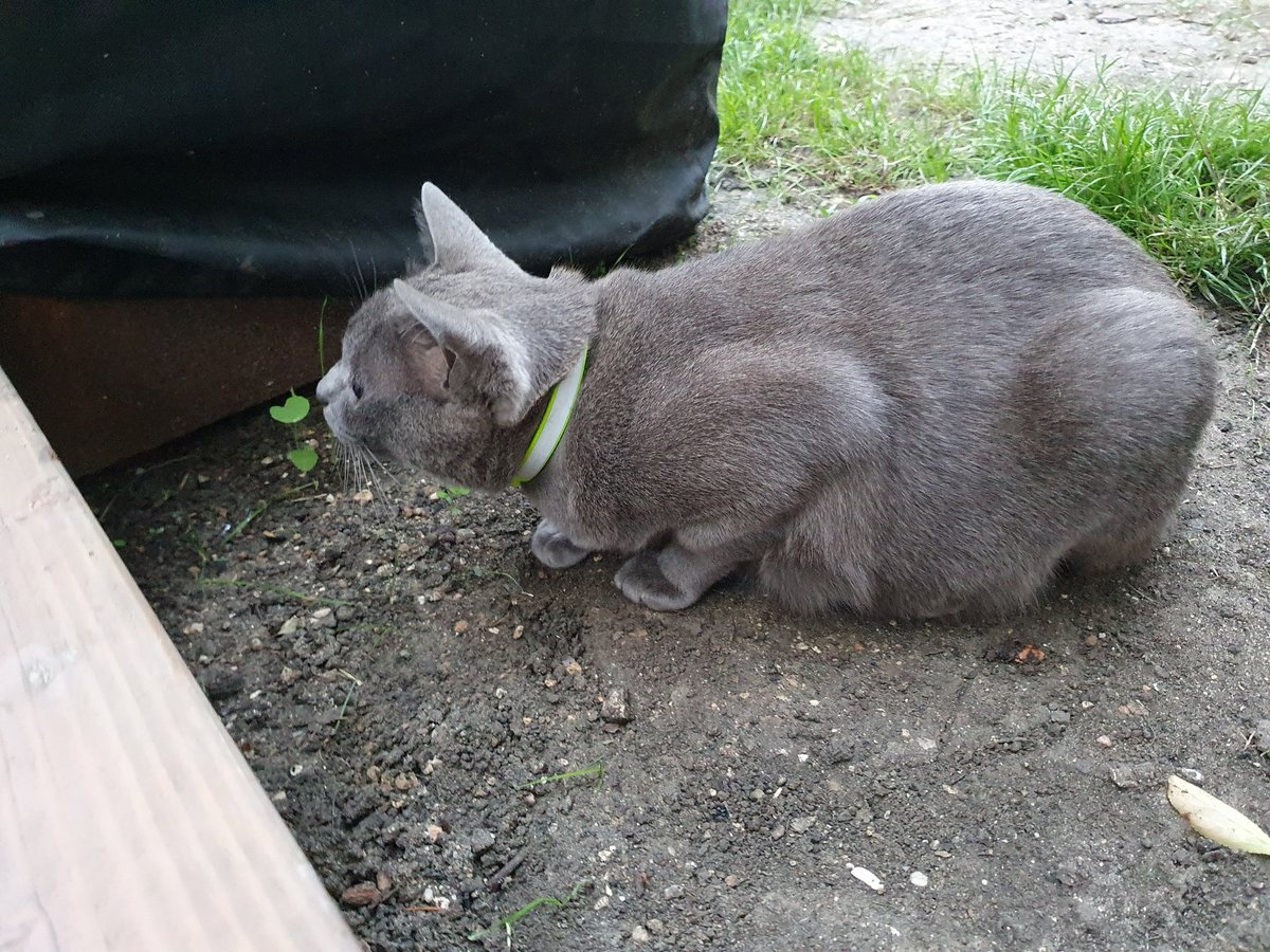 PeterVeg1's tweet image. Astuce velochattaf pour être vu la nuit 💡
#velotaf #cat #nightvision