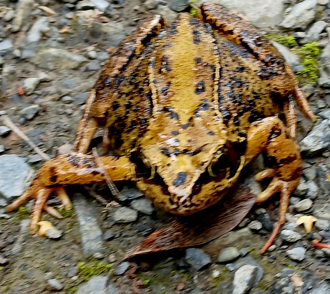 Borders Dexy (@dexysrun) on Twitter photo Frog spotted at Haining Loch
<a href="/Britnatureguide/">The British Nature Guide</a> <a href="/Nature/">nature</a> <a href="/NatureUK/">NatureUK</a>
<a href="/Natures_Voice/">RSPB</a> <a href="/NatureScot/">NatureScot</a>
#TwitterNatureCommunity #Frog #NaturePhotography #NatureBeauty #NatureLover #NatureFacts Frog spotted at Haining Loch
<a href="/Britnatureguide/">The British Nature Guide</a> <a href="/Nature/">nature</a> <a href="/NatureUK/">NatureUK</a>
<a href="/Natures_Voice/">RSPB</a> <a href="/NatureScot/">NatureScot</a>
#TwitterNatureCommunity #Frog #NaturePhotography #NatureBeauty #NatureLover #NatureFacts